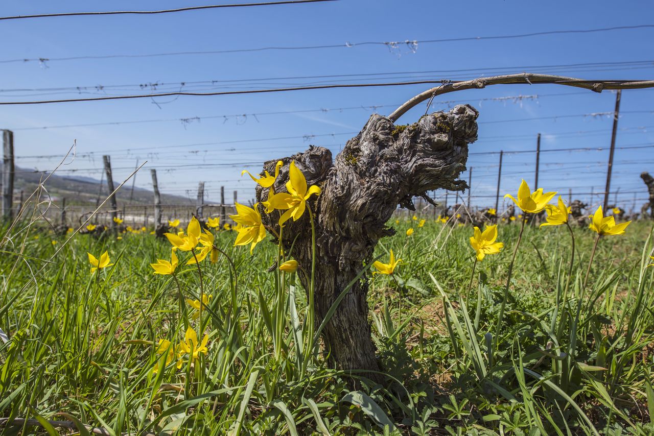 Flore Tulipe de vigne Tul_0404